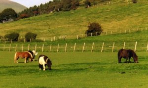 Gwyddelfynydd Shetlands